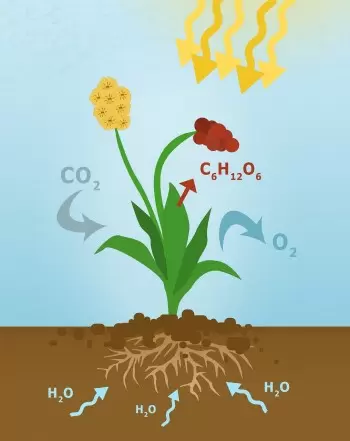 Photosynthesis: process, function, importance and formula