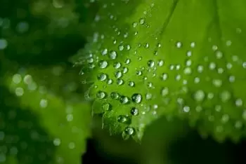 Phases of photosynthesis
