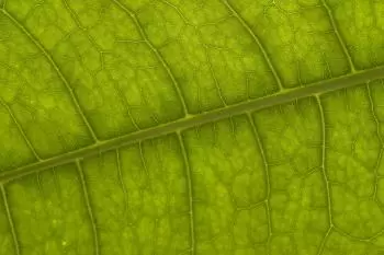 What is photosynthesis?